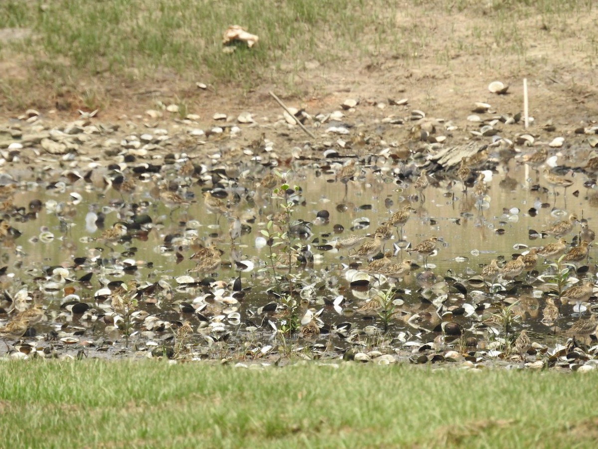 Pluvier fauve - ML644521137