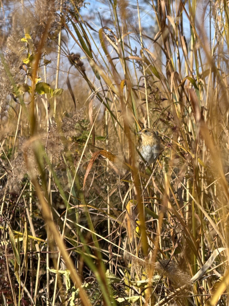 Nelson's Sparrow - ML644521138