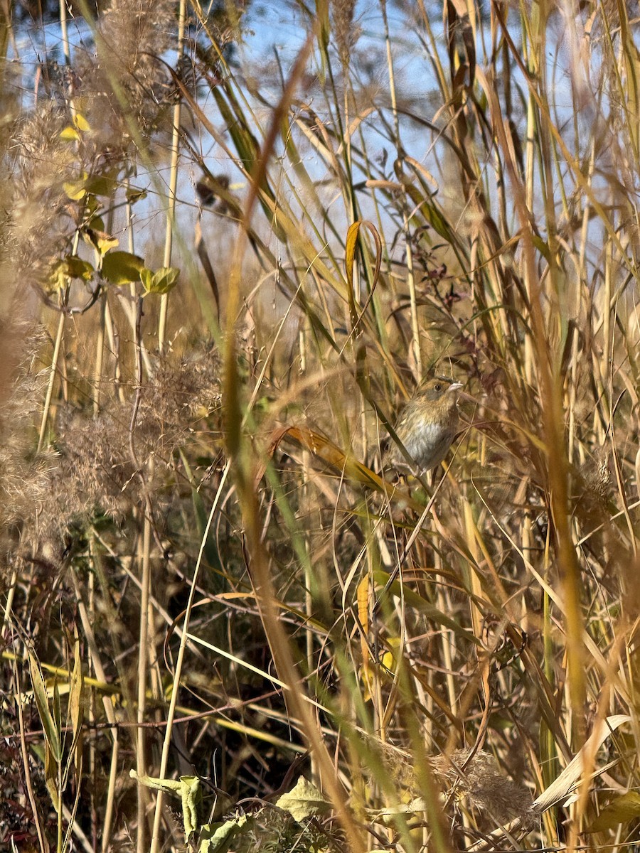 Nelson's Sparrow - ML644521139