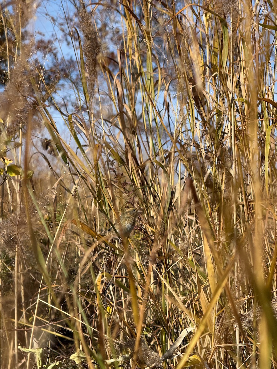 Nelson's Sparrow - ML644521140