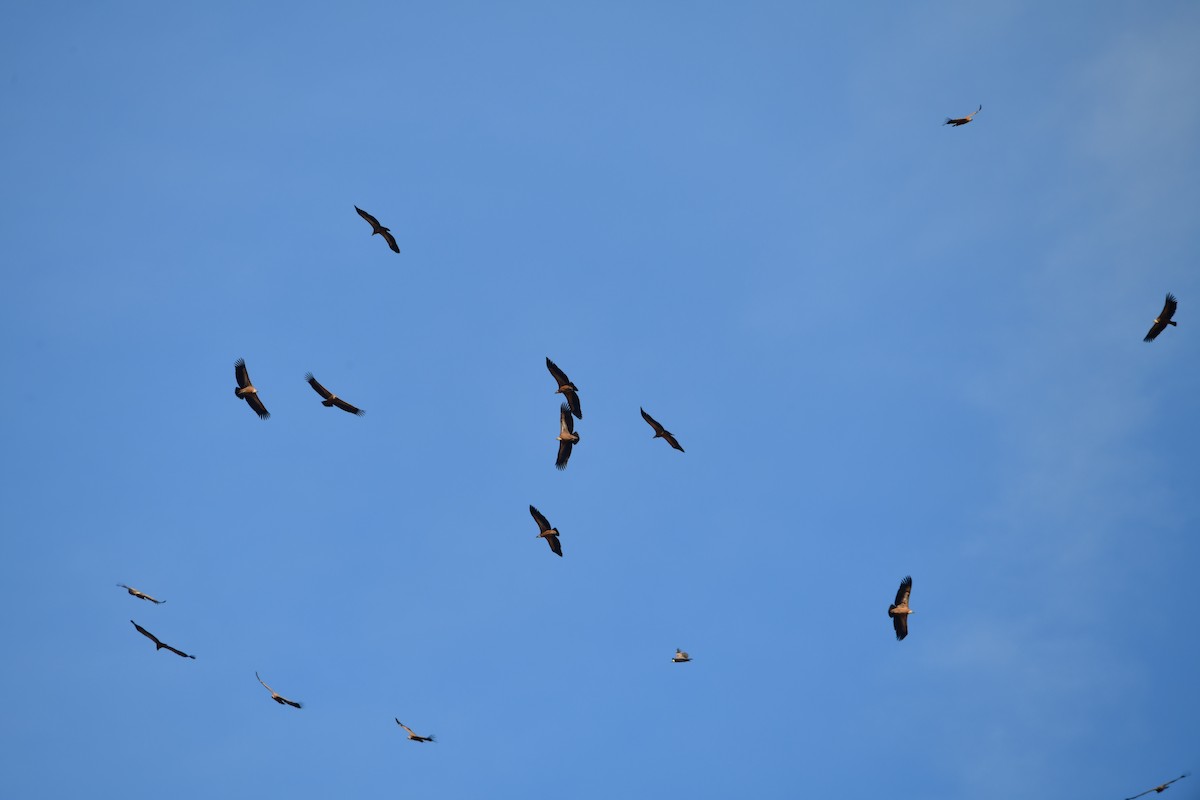 Eurasian Griffon - ML644521147