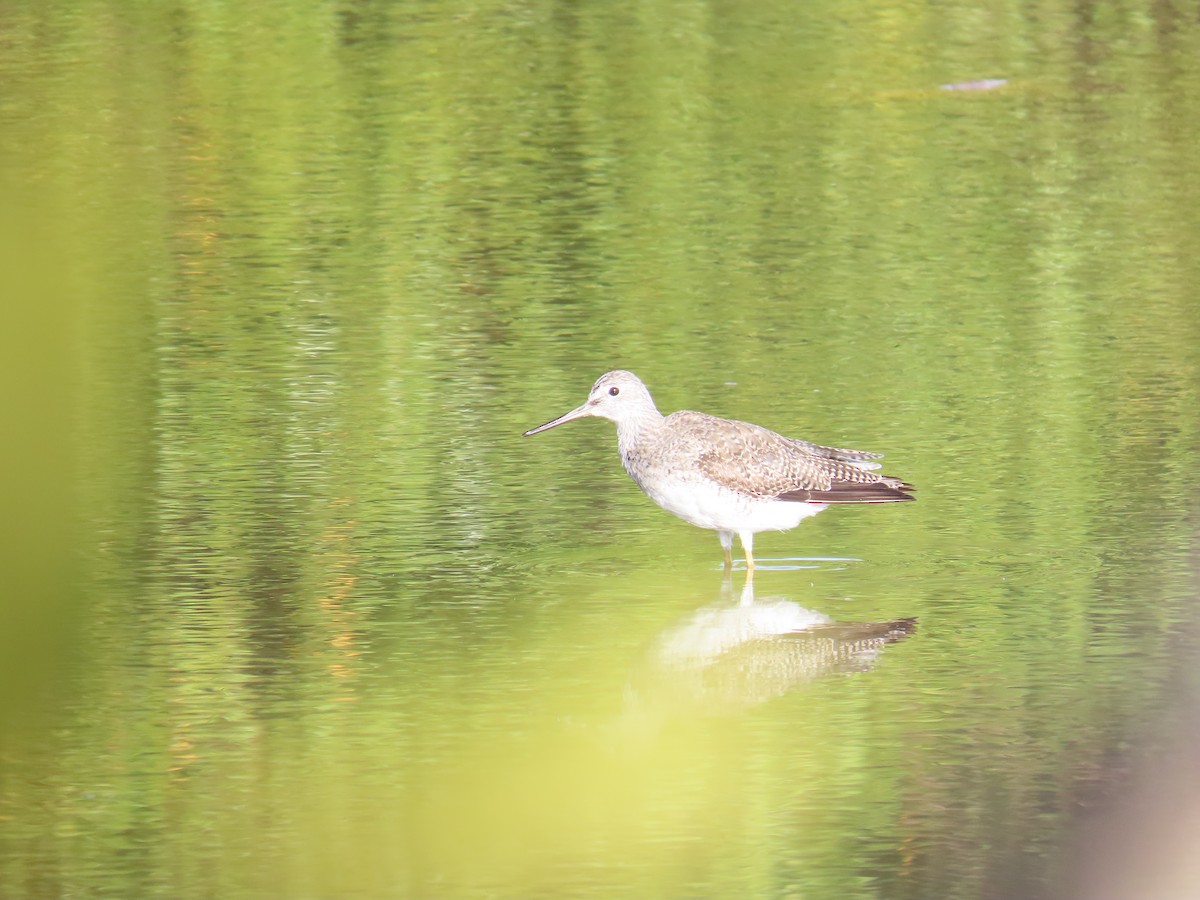 Greater Yellowlegs - ML644521149