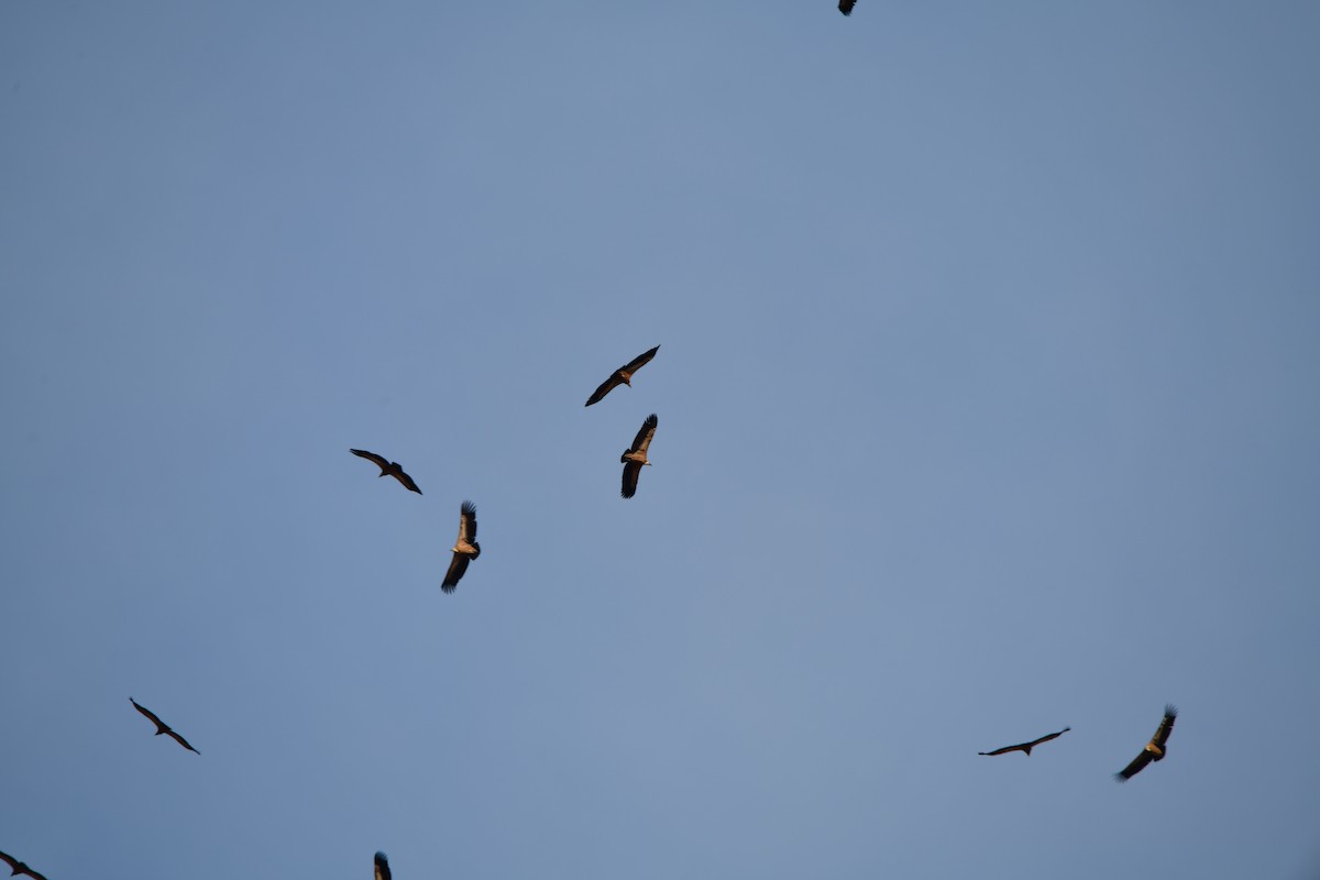 Eurasian Griffon - ML644521152