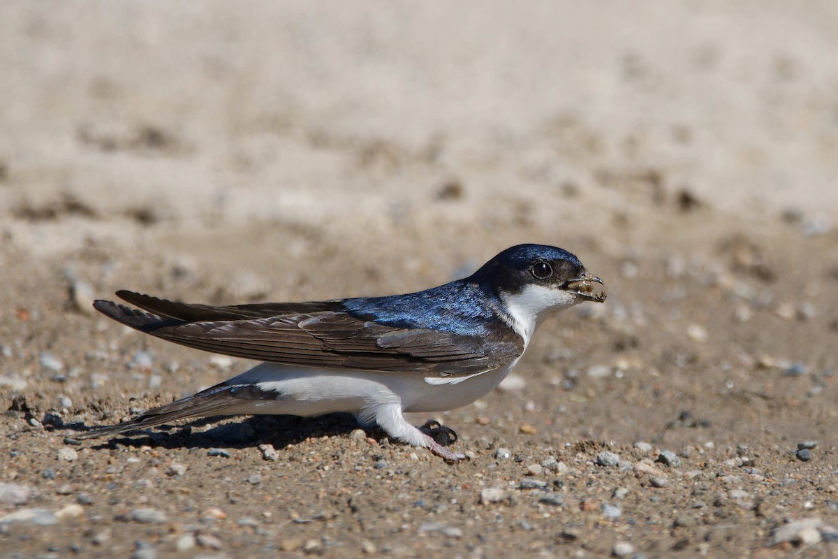 Avión Común Occidental - ML644521160