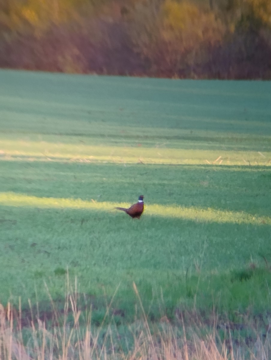 Ring-necked Pheasant - ML644521167