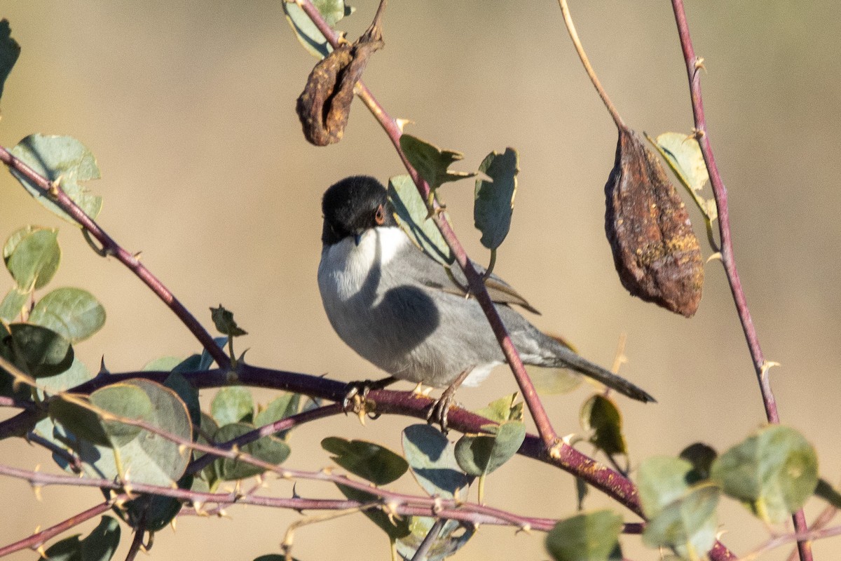 Fauvette mélanocéphale - ML644521171
