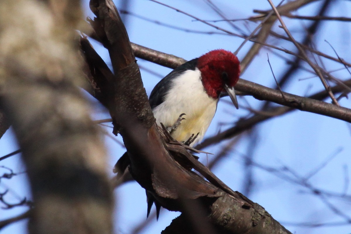 Pic à tête rouge - ML644521172