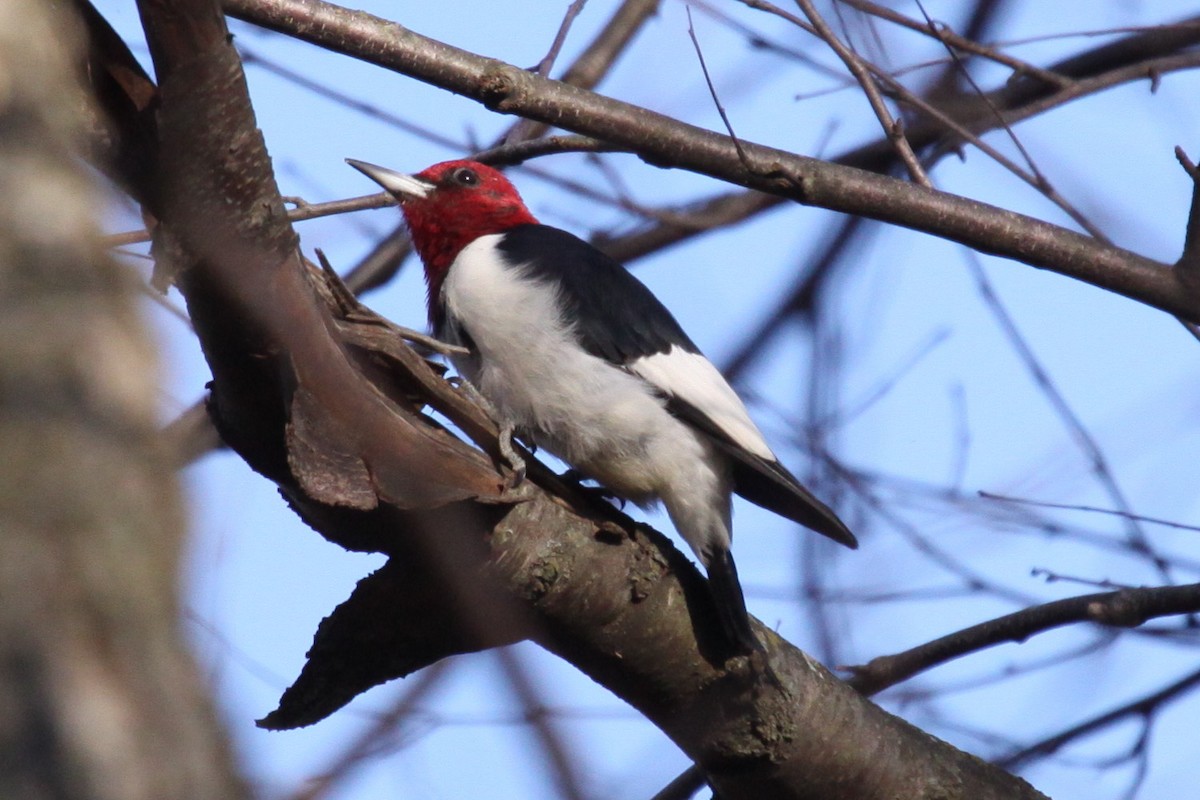Pic à tête rouge - ML644521173