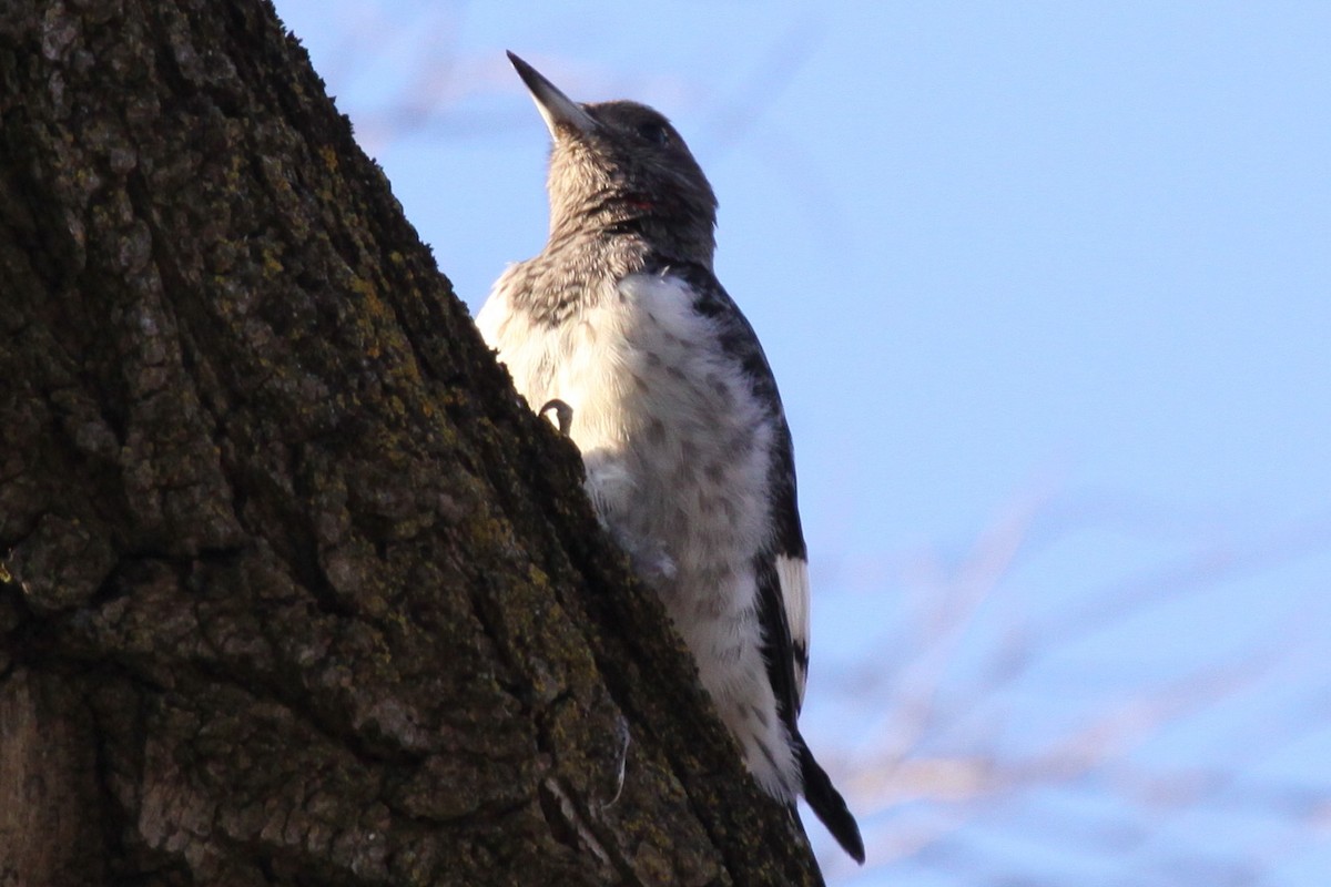 Pic à tête rouge - ML644521174