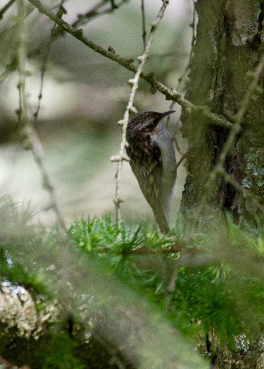 Eurasian Treecreeper - ML644521176