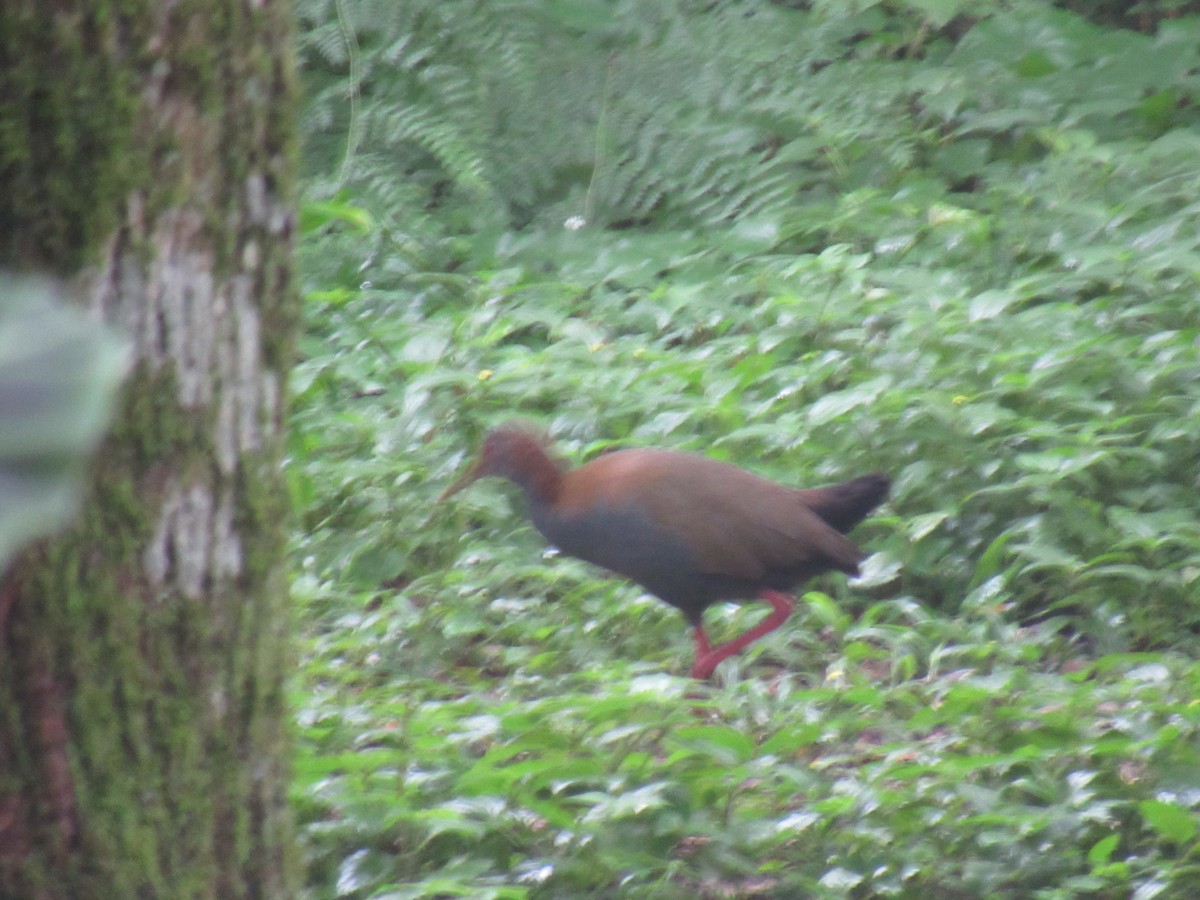 Slaty-breasted Wood-Rail - ML644521178