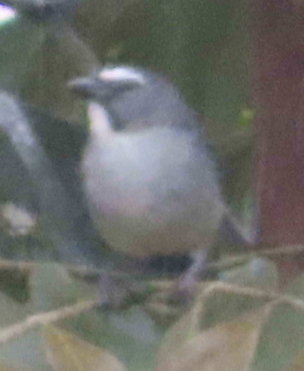 Bluish-gray Saltator - ML644521182