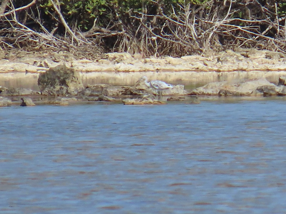 Little Blue Heron - ML644521189