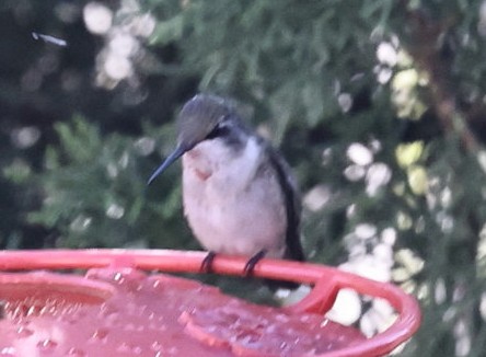 Ruby-throated Hummingbird - ML644521193