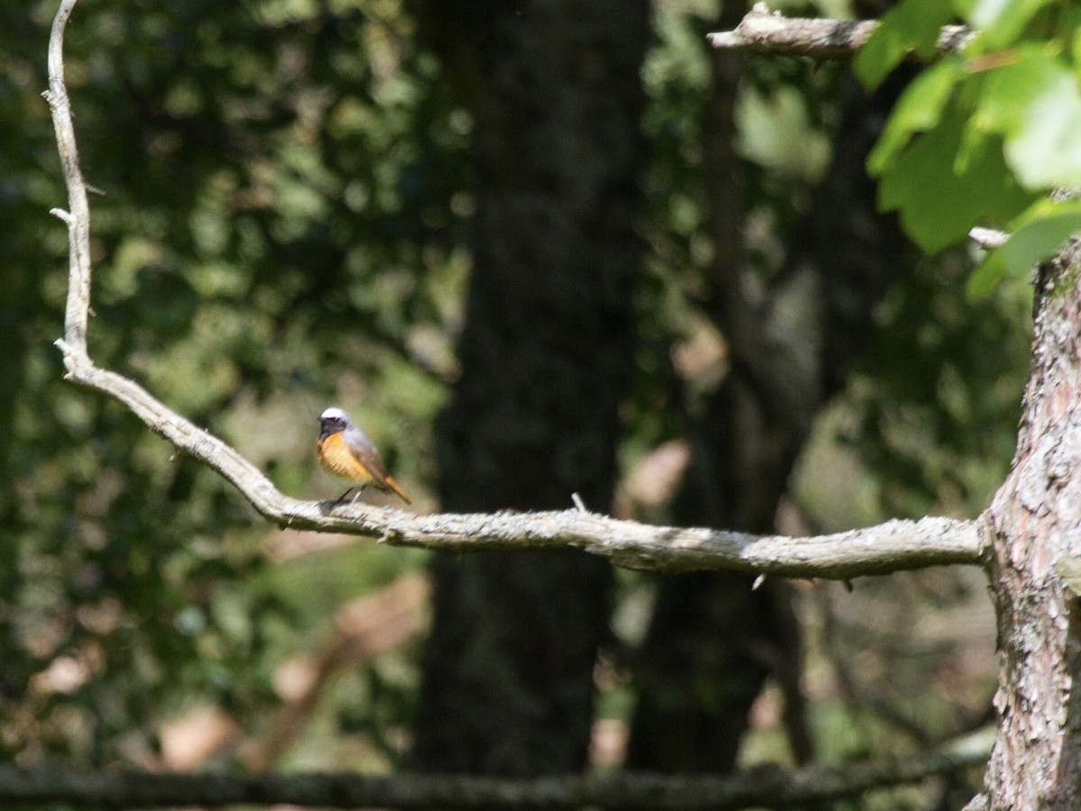 Common Redstart (Common) - ML644521196