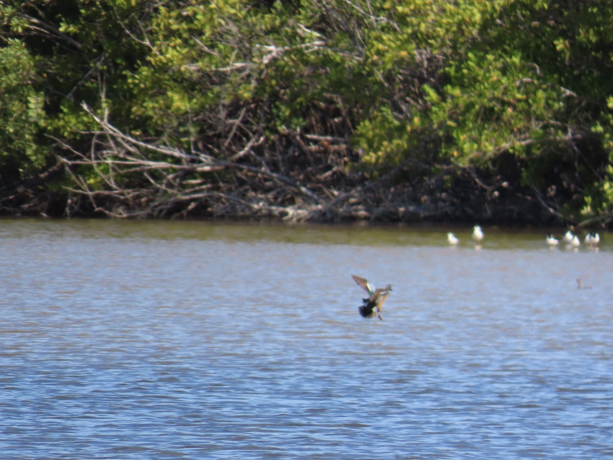 Blue-winged Teal - ML644521206