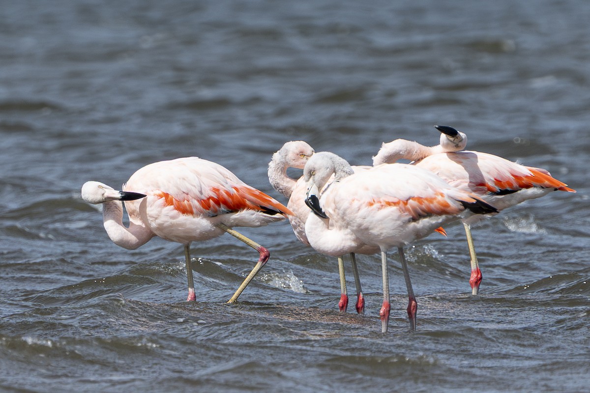 Chilean Flamingo - ML644521215