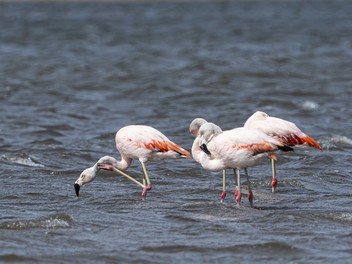 Chilean Flamingo - ML644521216