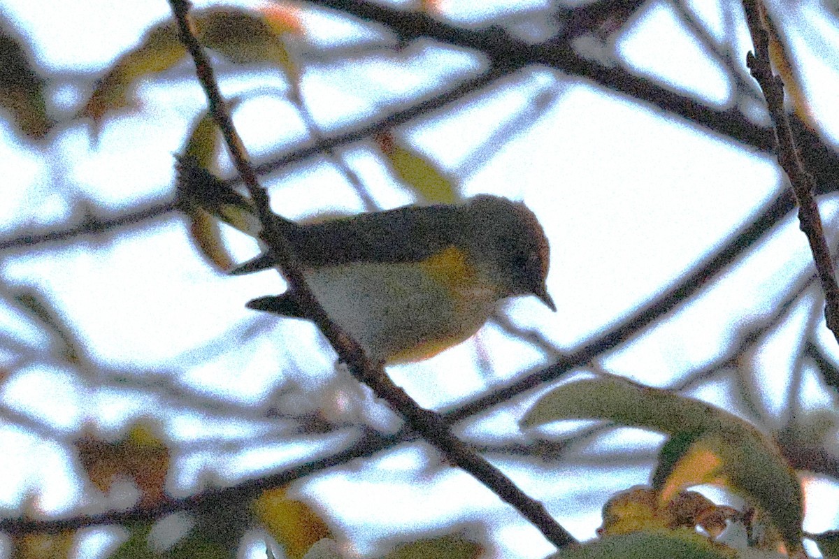 Kızıl Kuyruklu Ötleğen - ML644521227