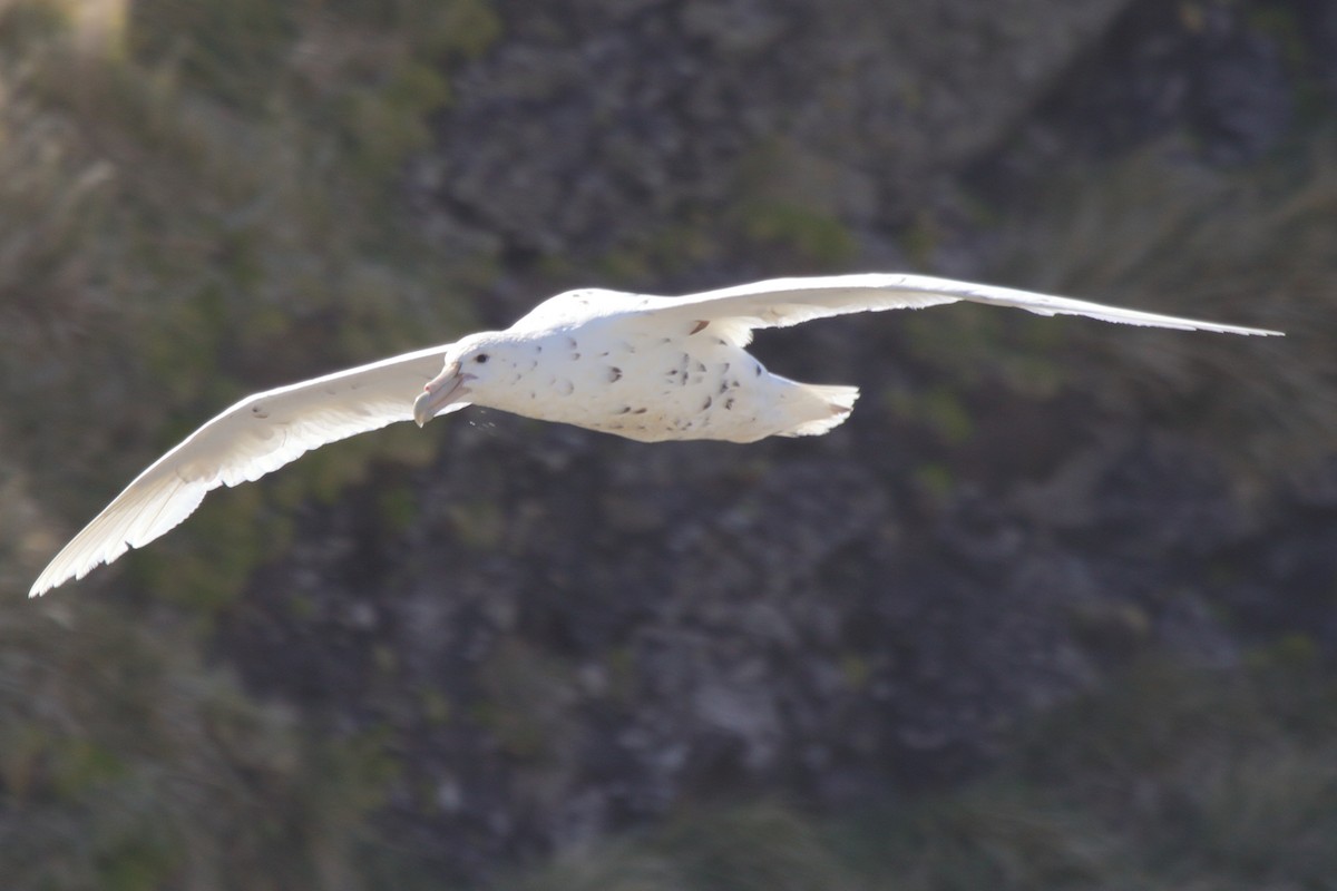 Southern Giant-Petrel - ML644521230