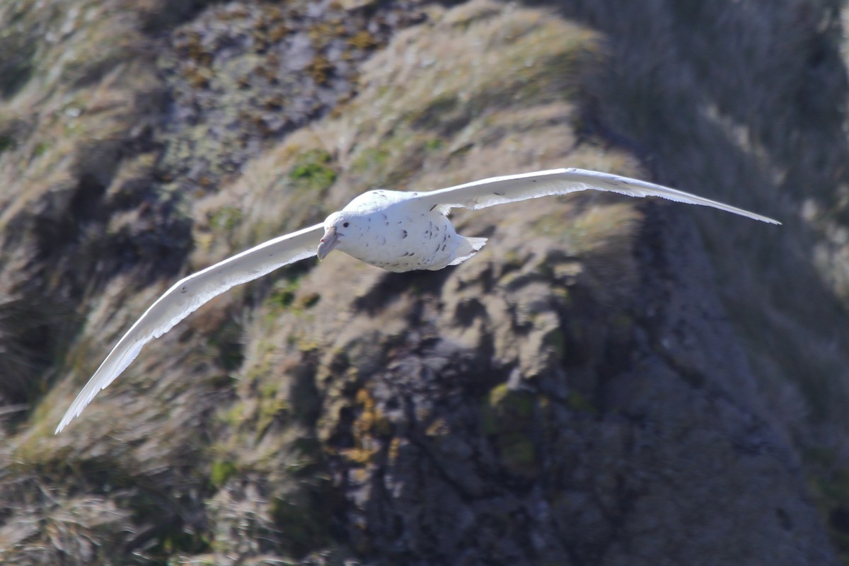 Southern Giant-Petrel - ML644521231