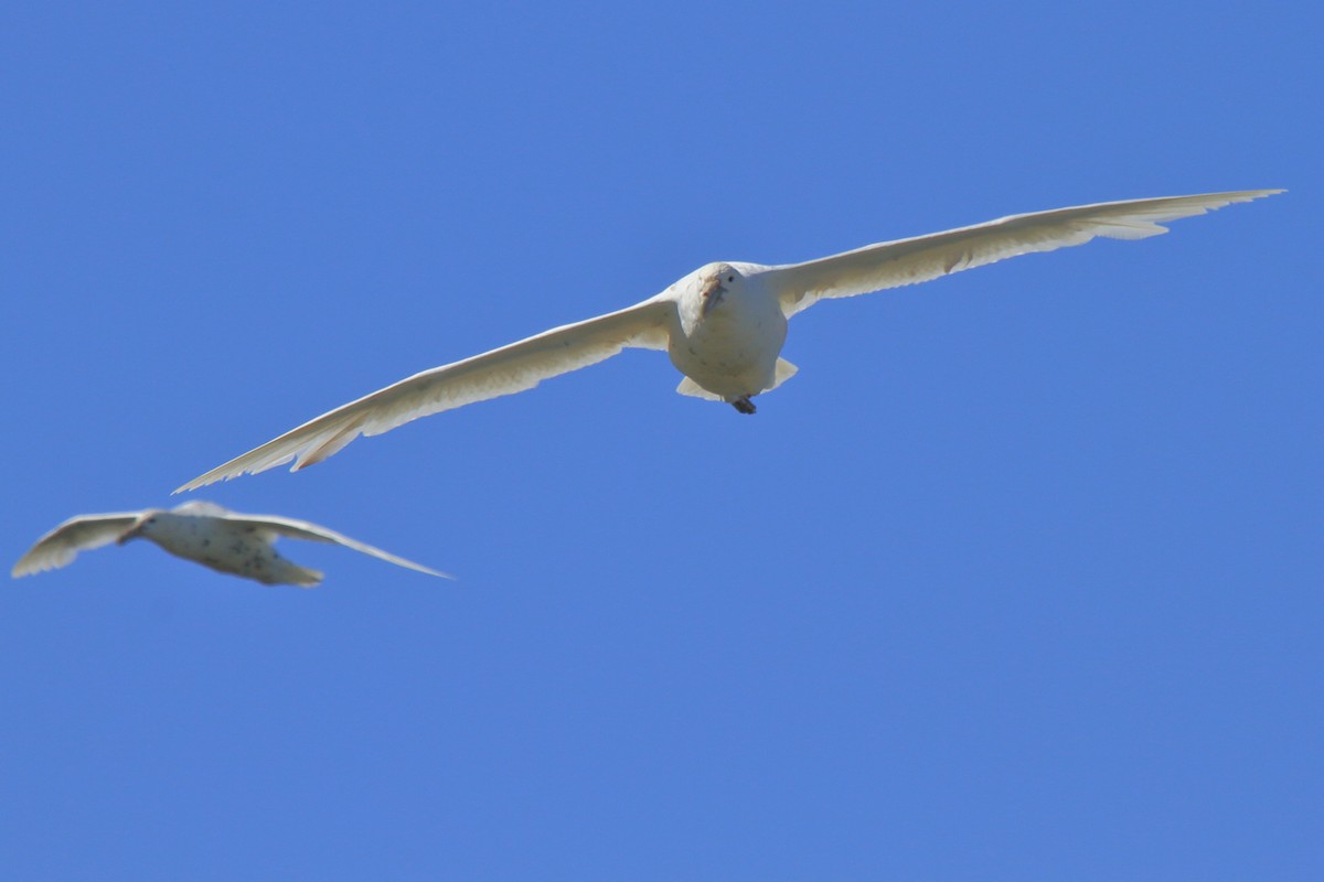 Southern Giant-Petrel - ML644521232