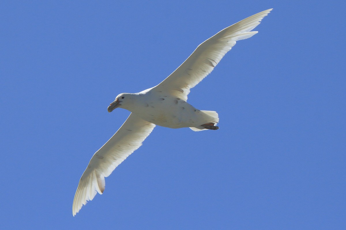 Southern Giant-Petrel - ML644521233