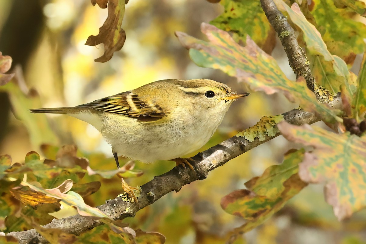 Yellow-browed Warbler - ML644521234