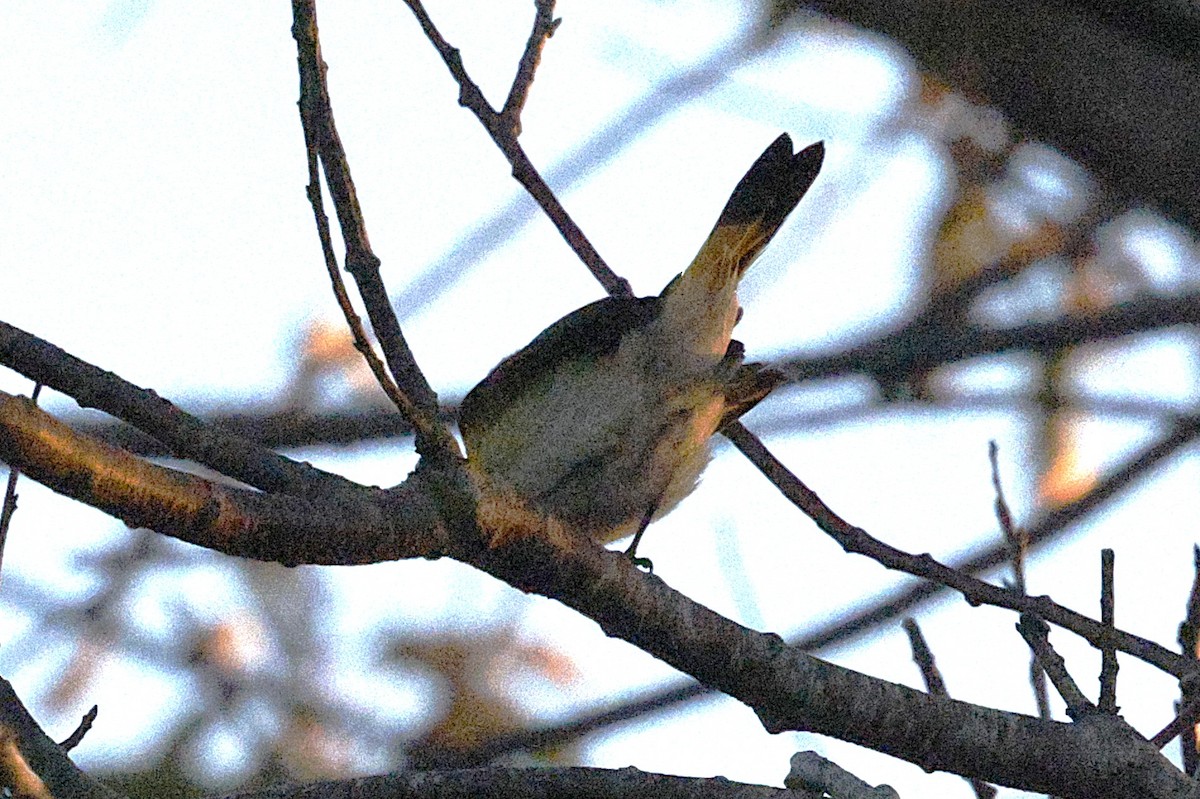 Kızıl Kuyruklu Ötleğen - ML644521236