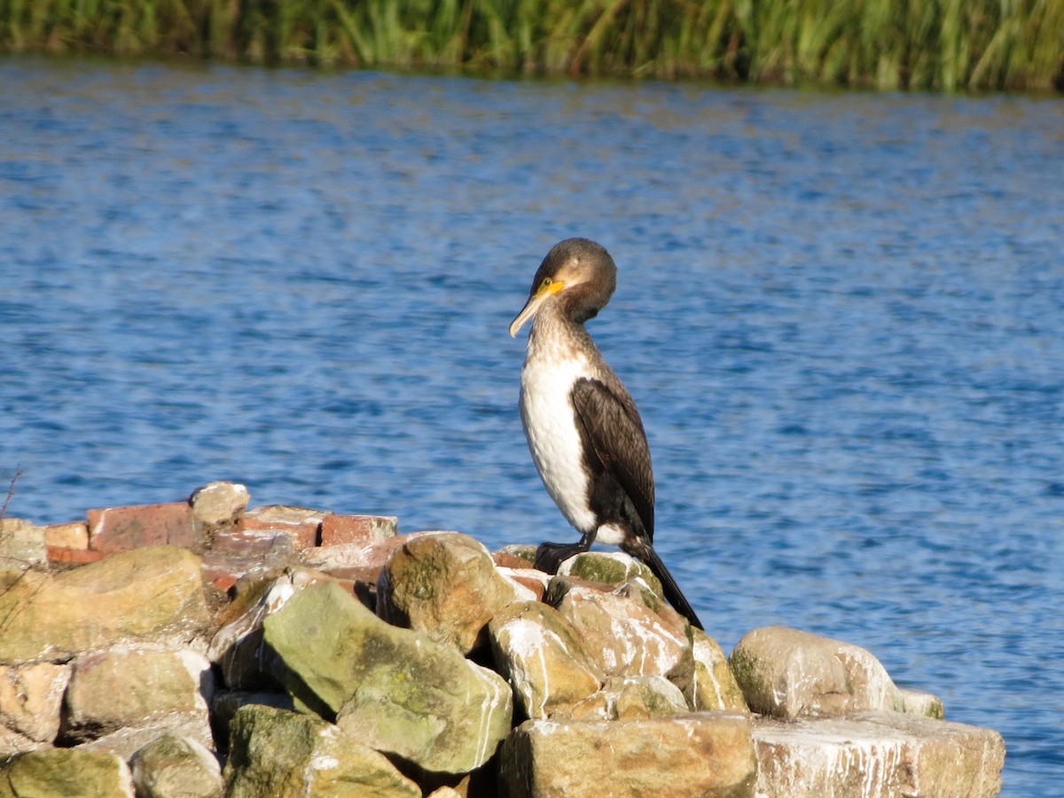 Great Cormorant - ML644521237