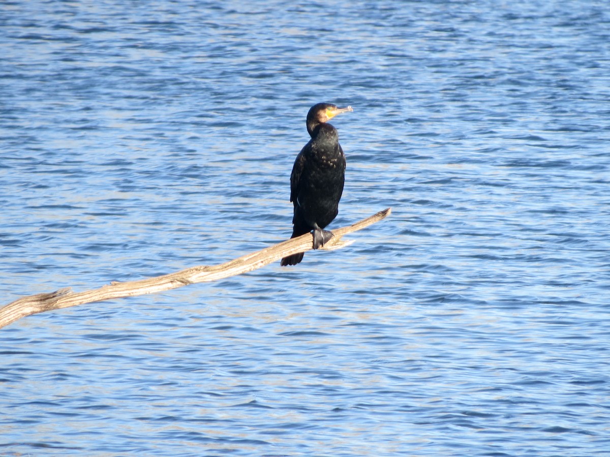 Great Cormorant - ML644521238