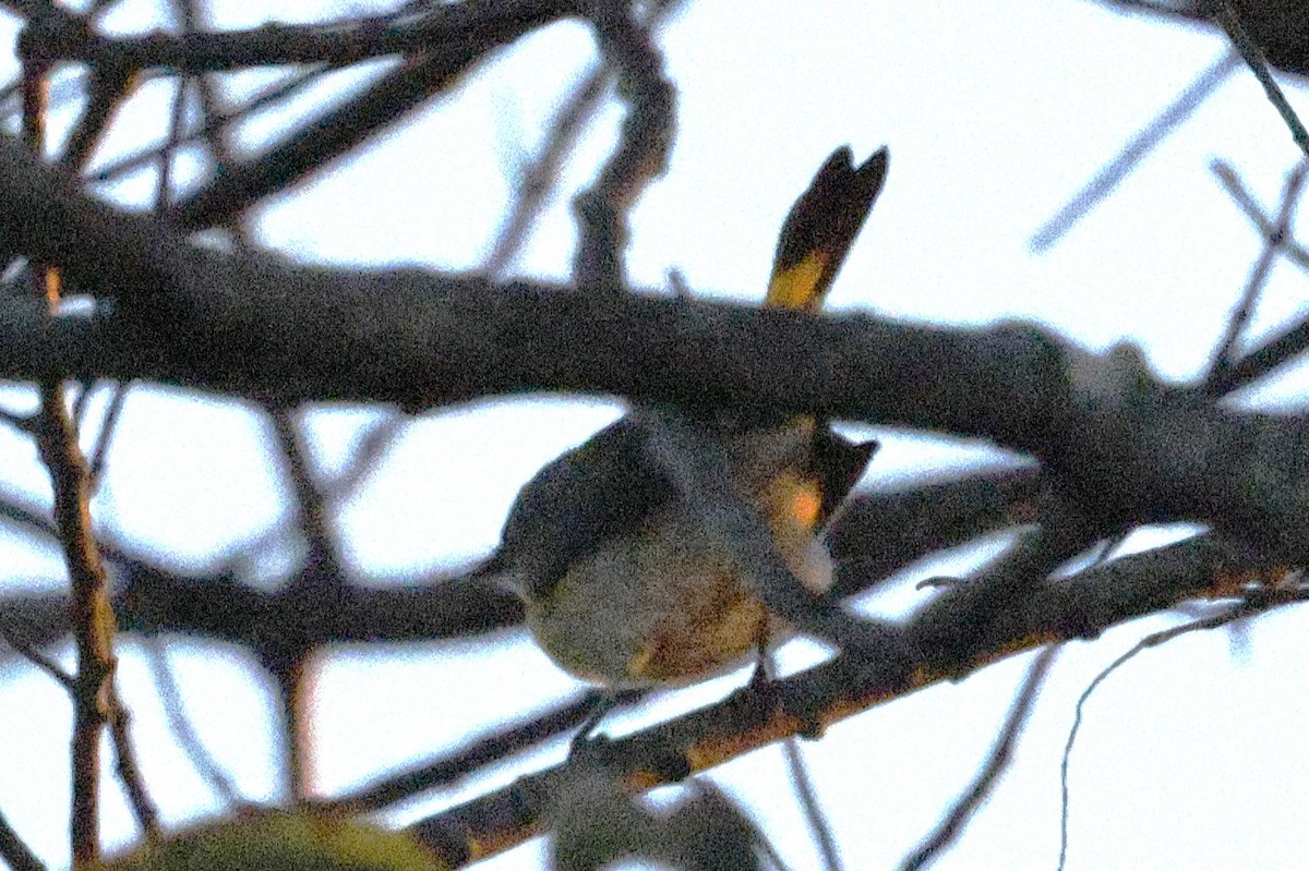 Kızıl Kuyruklu Ötleğen - ML644521241