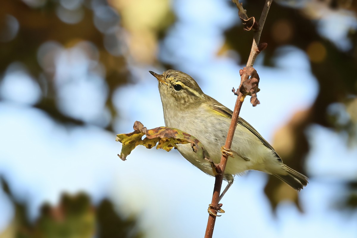 Yellow-browed Warbler - ML644521242
