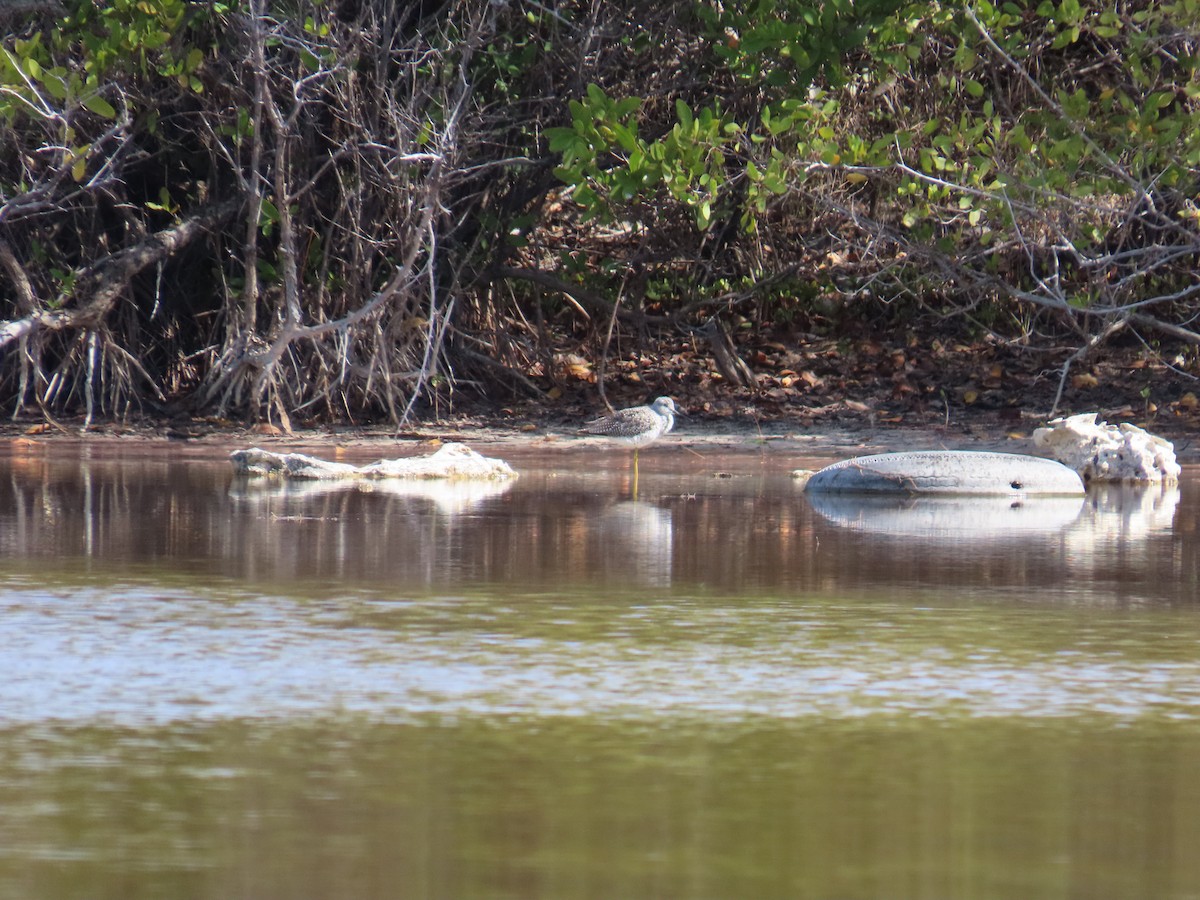 Greater Yellowlegs - ML644521243
