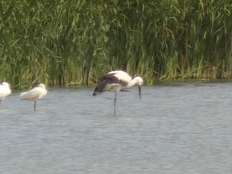 東方白鸛 - ML644521244