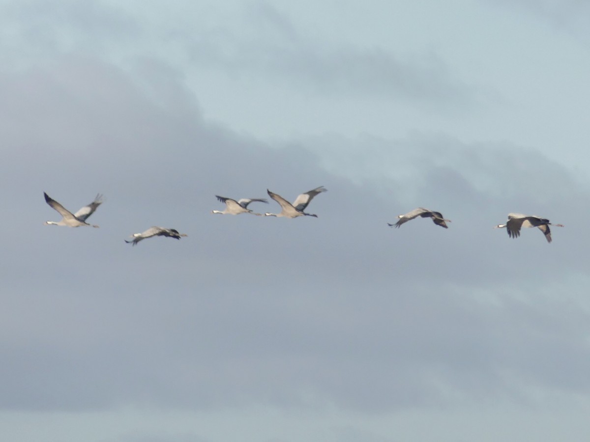 クロヅル - ML644521252