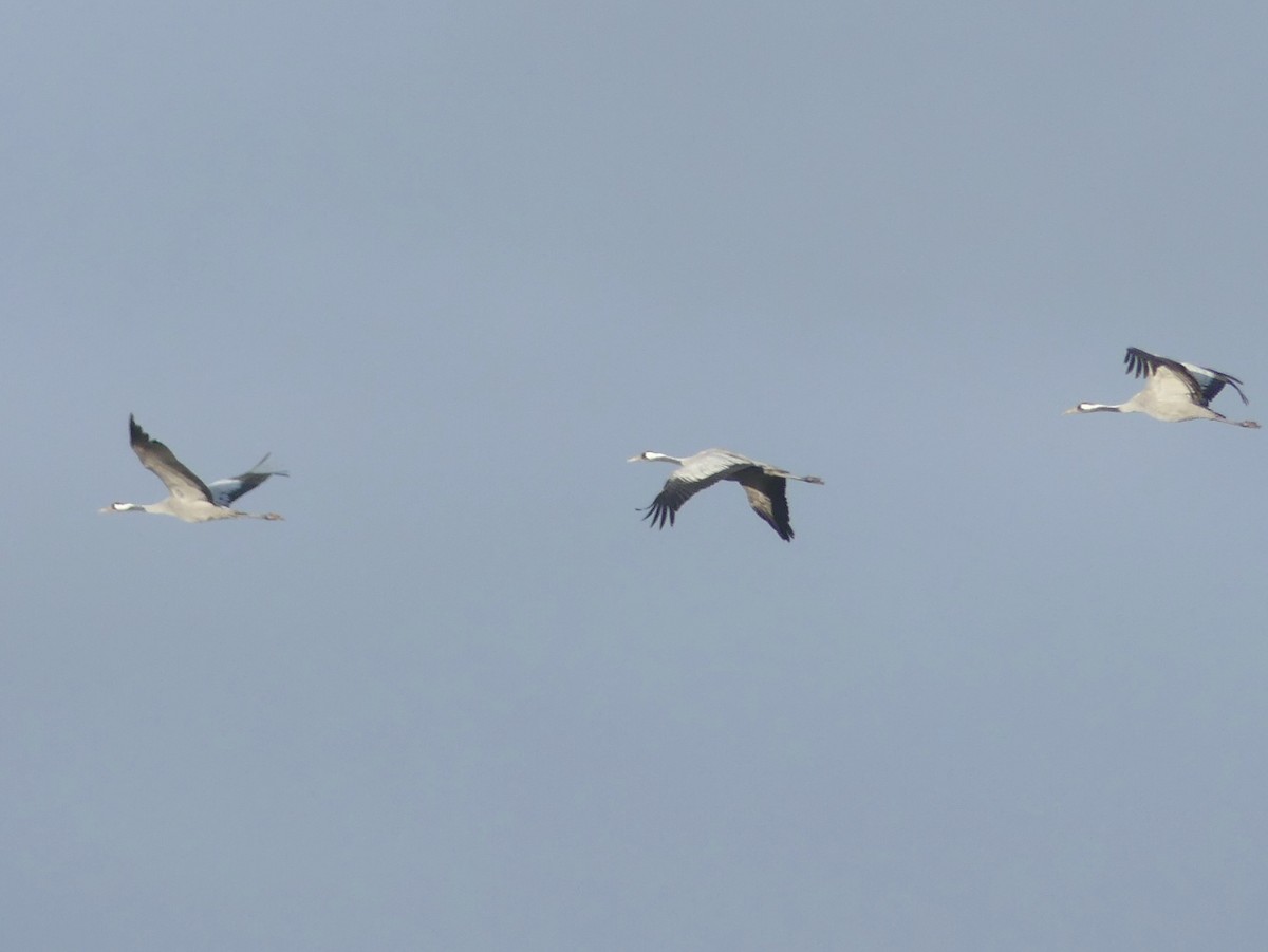 クロヅル - ML644521253