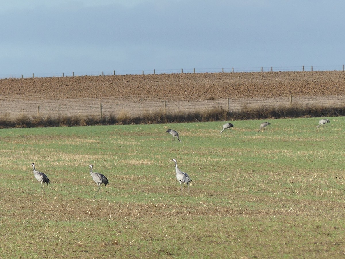 クロヅル - ML644521254