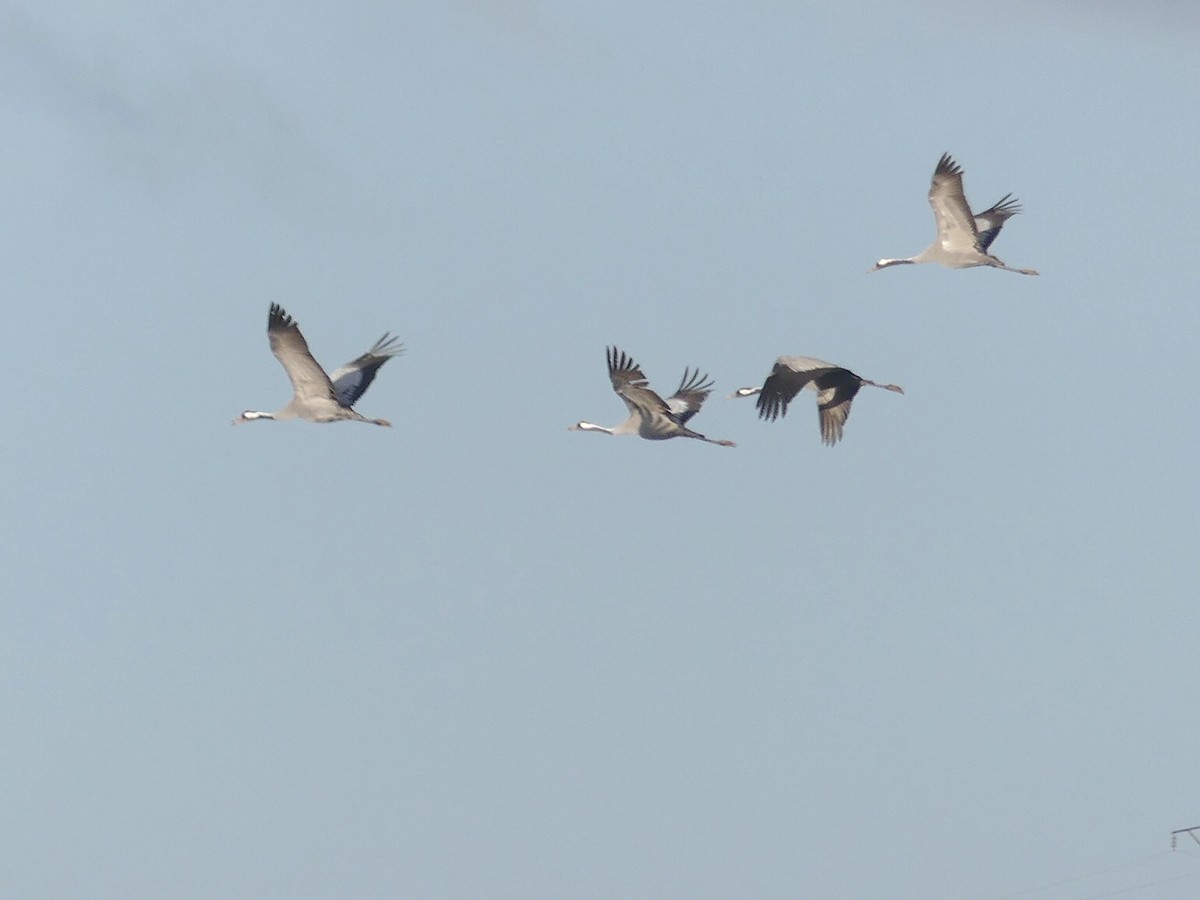 クロヅル - ML644521255