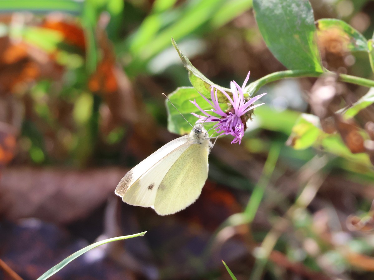 菜粉蝶 - ML644521256