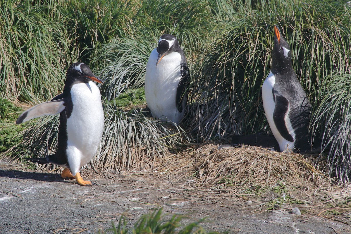Gentoo Penguin - ML644521264