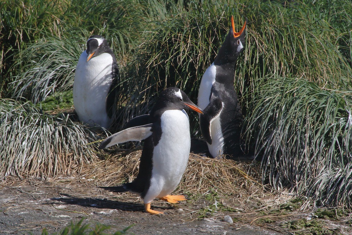 Gentoo Penguin - ML644521265