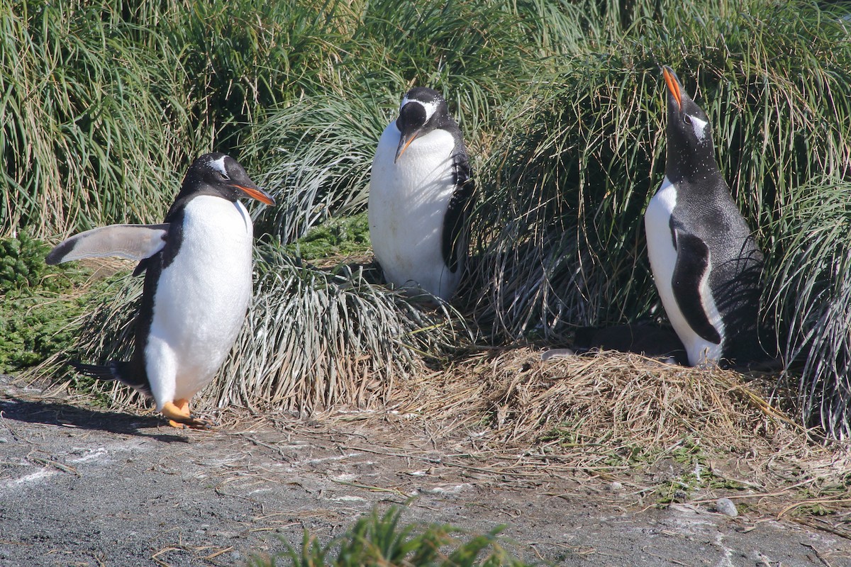 Gentoo Penguin - ML644521266