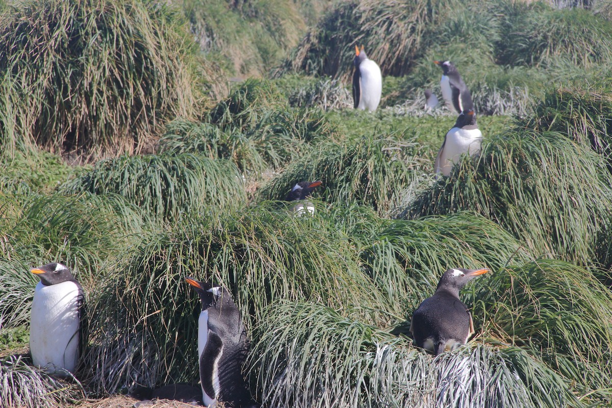 Gentoo Penguin - ML644521267