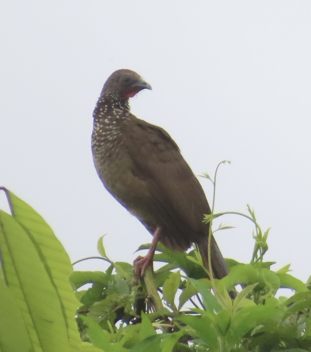 Speckled Chachalaca (Speckled) - ML644521278