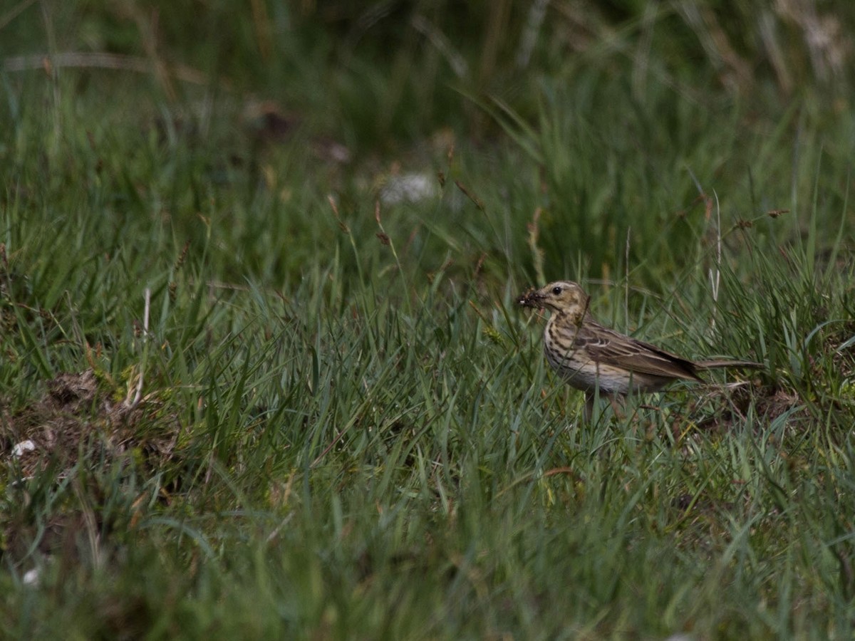 Tree Pipit - ML644521300