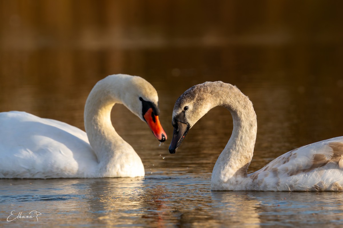 Mute Swan - ML644521301