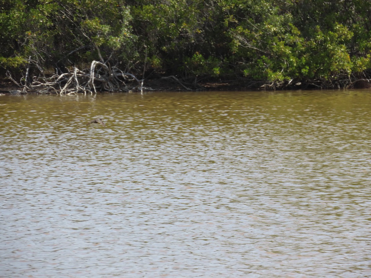 Common Gallinule - ML644521303