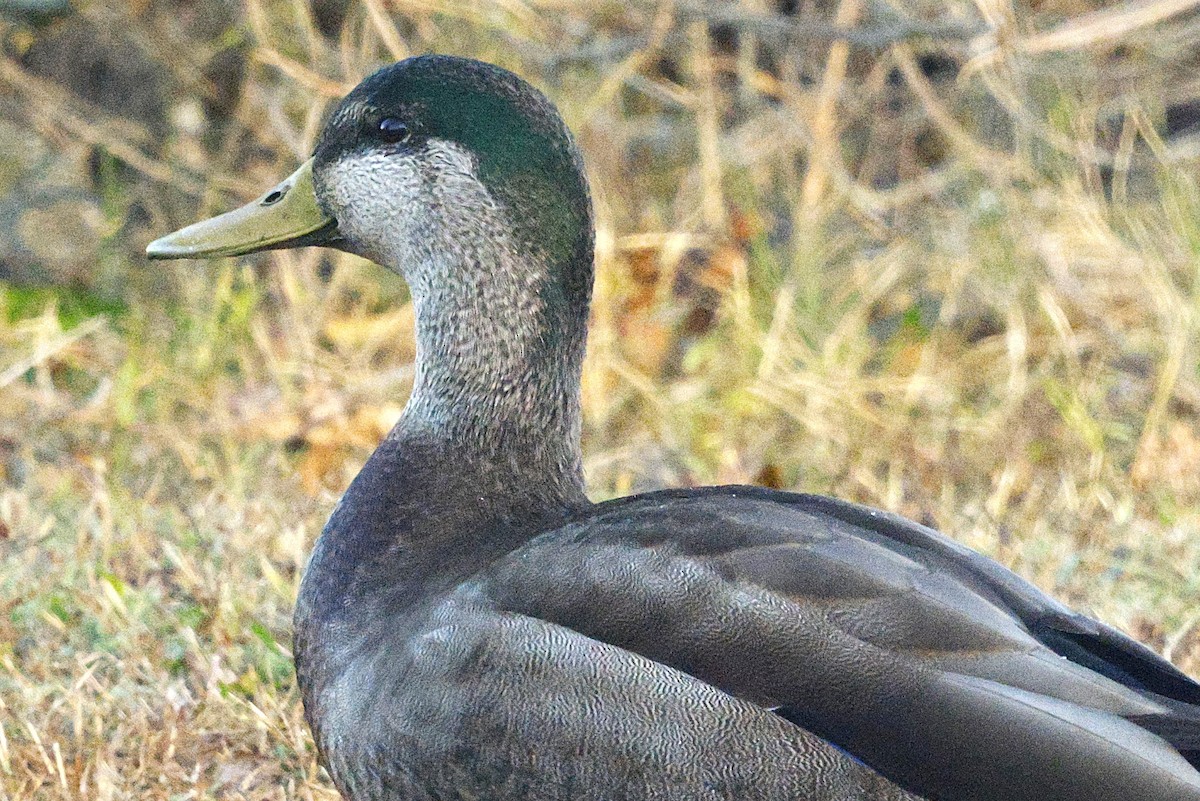 Mallard x American Black Duck (hybrid) - ML644521308