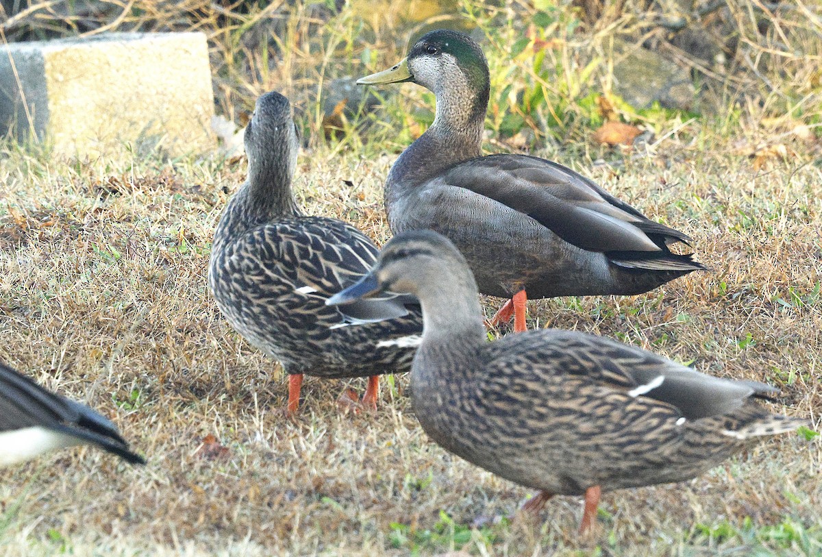Mallard x American Black Duck (hybrid) - ML644521312